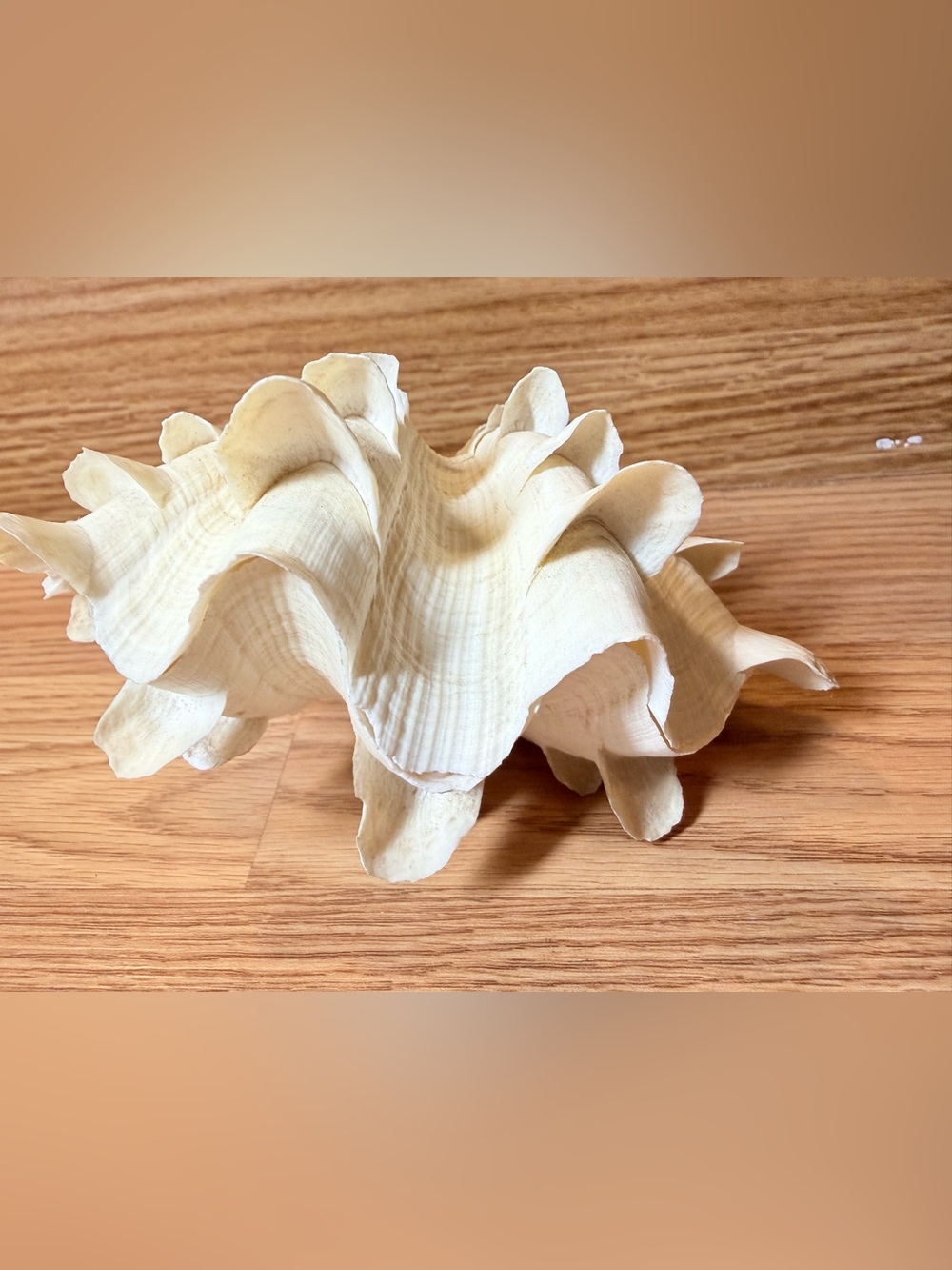 A Pair of FLUTED CLAM Shells Natural White Scaly Squamosa Tridacna